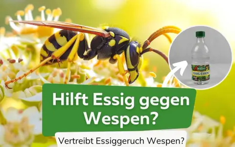Eine Wespe sitzt auf einer Blüte. Daneben eine Flasche Essigessenz. Hilft Essig gegen Wespen? Ja, der Essiggeruch vertreibt sie.