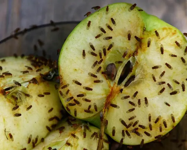 Schnittäpfel sind ein Paradies für Fruchtfliegen. Hier sind einige Tipps, wie Sie Fruchtfliegen beseitigen können.