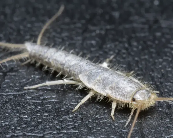 Nahaufnahme eines Silberfischchens, das auf dunklem Untergrund krabbelt. Ein nützlicher Hinweis für hausmittel gegen silberfische.