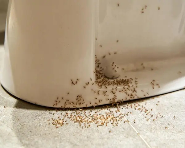 Ameiseninvasion am Toilettenrand! Was tun gegen Ameisen in der Wohnung? Diese kleinen Krabbler sind überall.