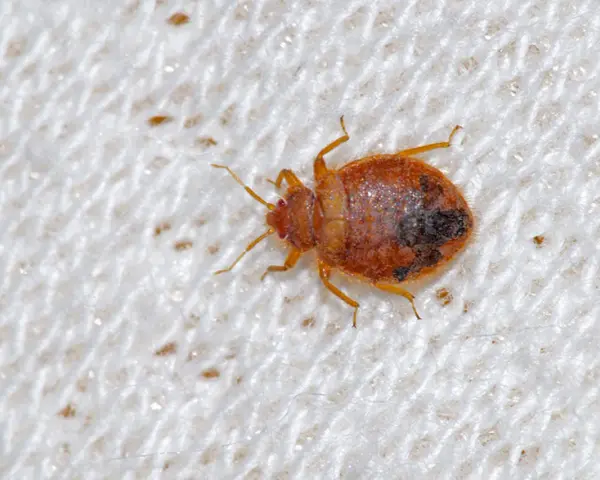 Nahaufnahme einer Bettwanze auf weißem Stoff. So können Sie Bettwanzen erkennen: kleine, braune, flache Insekten mit sechs Beinen.