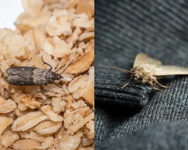 Zwei Arten von Lebensmittelmotten: eine dunkle auf Haferflocken, eine helle auf dunklem Stoff.
