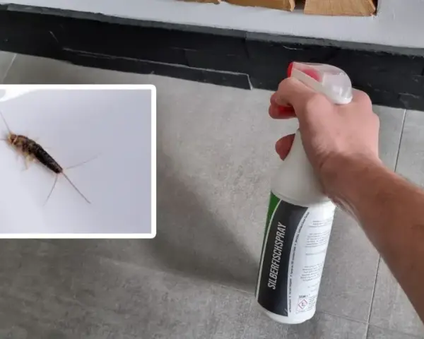 Ein Silberfischchen auf weißem Untergrund, daneben eine Hand mit Sprühflasche "SILBERFISCHSPRAY". Bekämpfung von Silberfischchen und deren Kot.