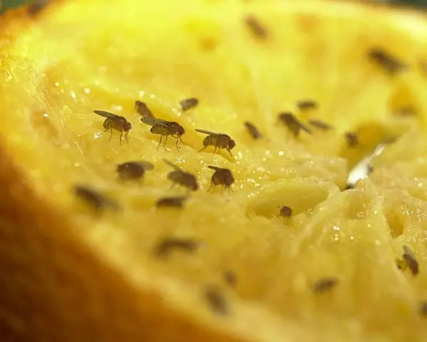 Viele Fruchtfliegen tummeln sich auf einem Stück Obst. Ein wahres fruchtfliegen-nest finden, wenn man nicht aufpasst.