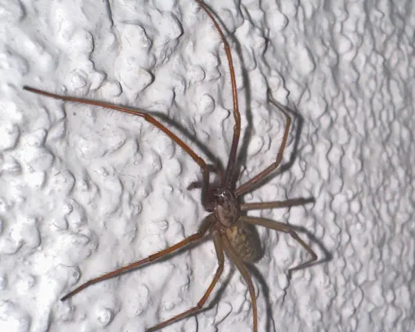 Große Spinne klettert an weißer, strukturierter Wand. Was tun gegen Spinnen im Haus?
