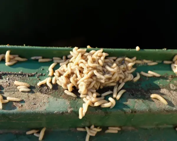 Ein Haufen Maden auf einer grünen Kante. Ein unappetitlicher Fund, der auf Maden in der Wohnung hindeutet.