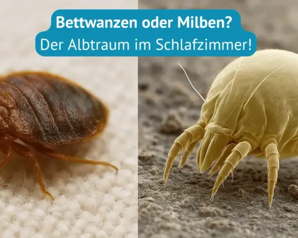 Bettwanzen und Milben: Der Albtraum im Schlafzimmer. Beide können unangenehme Stiche verursachen.