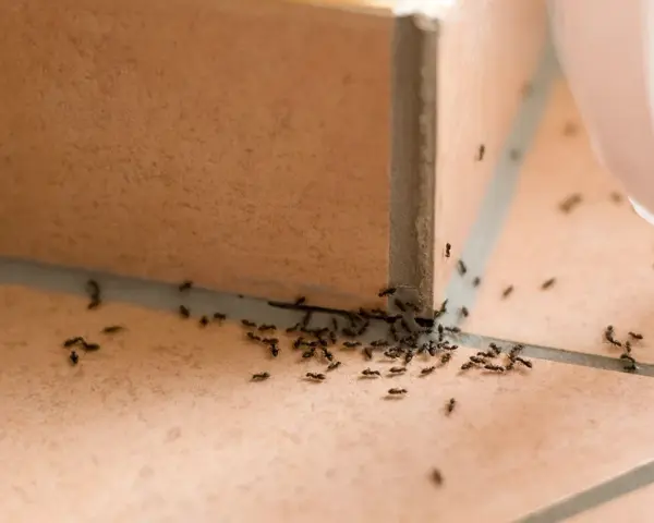 Ameisenkolonie krabbelt über Fliesen. Vielleicht hilft Backpulver gegen Ameisen, um sie loszuwerden.