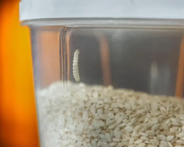 Ein kleiner weißer Wurm klettert an der Innenseite eines Behälters mit Sesamkörnern. So kann man Motten im Mehl erkennen.
