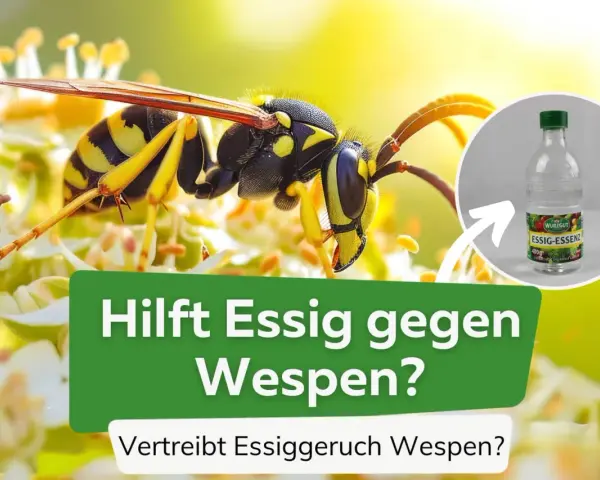 Eine Wespe sitzt auf einer Blüte. Daneben eine Flasche Essigessenz. Hilft Essig gegen Wespen? Ja, der Essiggeruch vertreibt sie.