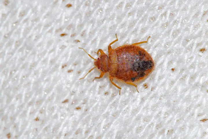 Nahaufnahme einer Bettwanze auf weißem Stoff. So können Sie Bettwanzen erkennen: kleine, braune, flache Insekten mit sechs Beinen.
