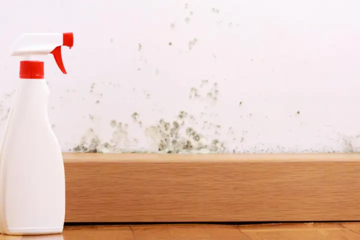 Sprühflasche bereit, um Stockflecken an der Wand zu entfernen.