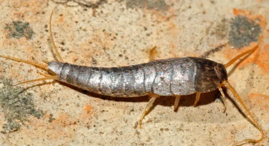 Silberfischchen auf steinigem Untergrund. Die Frage, wie lange dauert es silberfische ausrotten, beschäftigt viele.