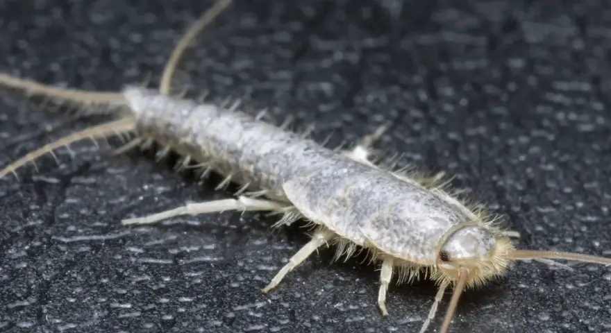 Nahaufnahme eines Silberfischchens, das auf dunklem Untergrund krabbelt. Ein nützlicher Hinweis für hausmittel gegen silberfische.