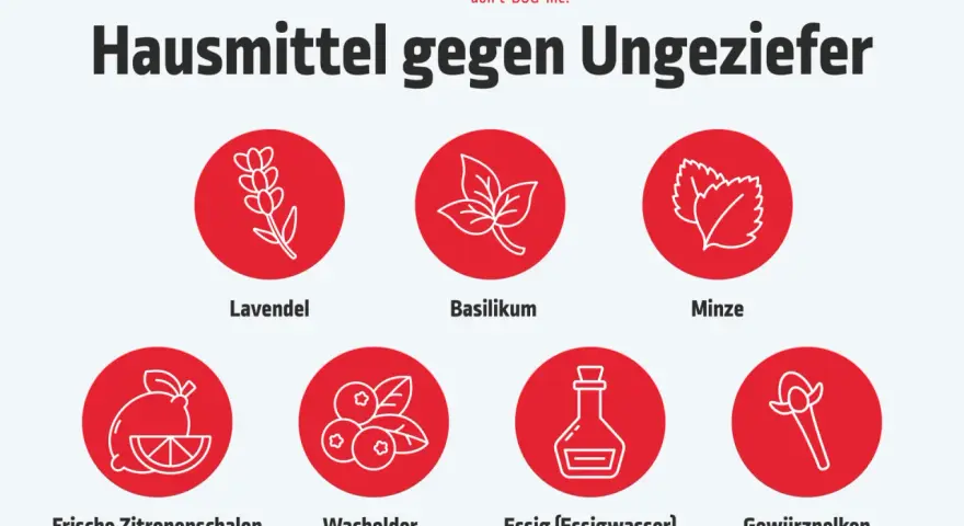 Hausmittel gegen Insekten in der Wohnung: Lavendel, Basilikum, Minze, Zitronenschalen, Wacholder, Essig und Gewürznelken.