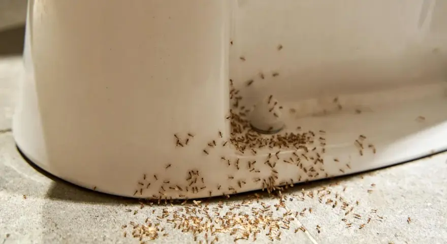 Ameiseninvasion am Toilettenrand! Was tun gegen Ameisen in der Wohnung? Diese kleinen Krabbler sind überall.