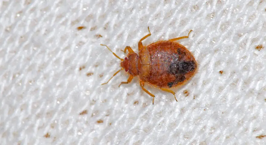 Nahaufnahme einer Bettwanze auf weißem Stoff. So können Sie Bettwanzen erkennen: kleine, braune, flache Insekten mit sechs Beinen.