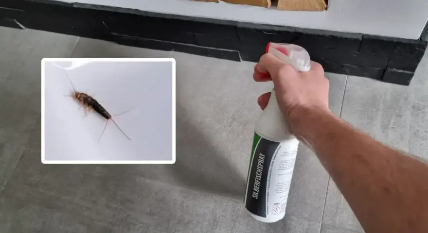 Ein Silberfischchen auf weißem Untergrund, daneben eine Hand mit Sprühflasche "SILBERFISCHSPRAY". Bekämpfung von Silberfischchen und deren Kot.