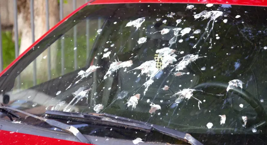 Windschutzscheibe eines roten Autos mit vielen frischen Vogelkot-Flecken. Das Entfernen von Vogelkot ist dringend nötig.