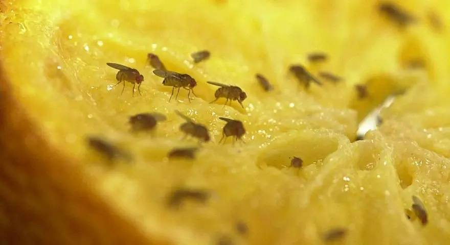 Viele Fruchtfliegen tummeln sich auf einem Stück Obst. Ein wahres fruchtfliegen-nest finden, wenn man nicht aufpasst.