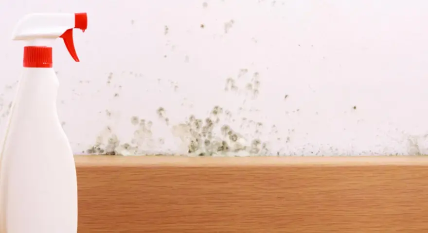 Sprühflasche bereit, um Stockflecken an der Wand zu entfernen.