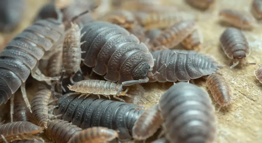 Eine Gruppe von Kellerasseln krabbelt auf einer Holzoberfläche. Sie sind kleine, segmentierte Krebstiere, die oft in feuchten Umgebungen wie Kellern zu finden sind.
