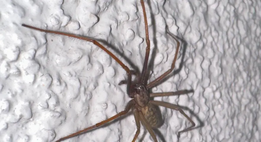 Große Spinne klettert an weißer, strukturierter Wand. Was tun gegen Spinnen im Haus?