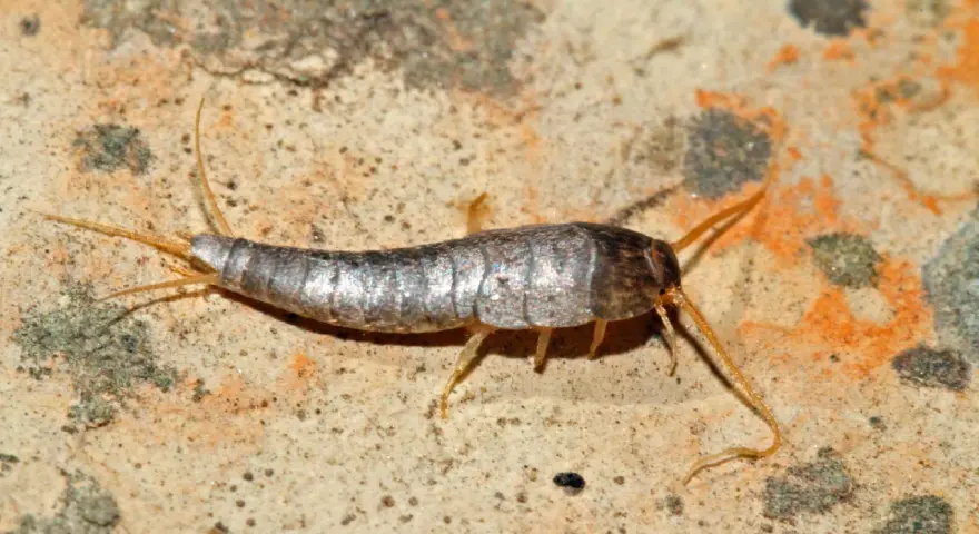 Ein Silberfischchen krabbelt über eine feuchte Oberfläche. Diese kleinen Insekten sind häufige Gäste, wenn Silberfische im Haus sind.