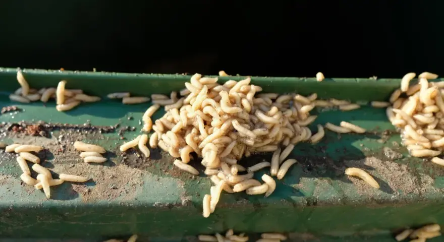 Ein Haufen Maden auf einer grünen Kante. Ein unappetitlicher Fund, der auf Maden in der Wohnung hindeutet.