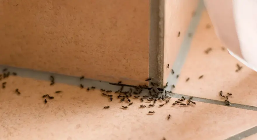 Ameisenkolonie krabbelt über Fliesen. Vielleicht hilft Backpulver gegen Ameisen, um sie loszuwerden.
