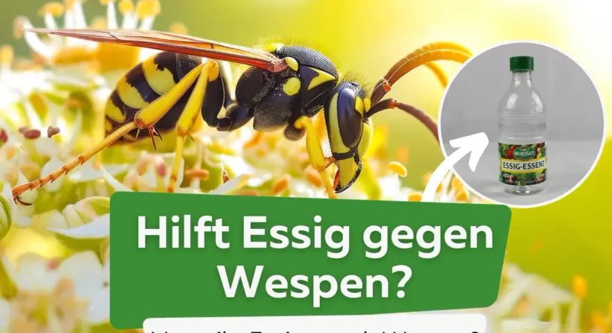 Eine Wespe sitzt auf einer Blüte. Daneben eine Flasche Essigessenz. Hilft Essig gegen Wespen? Ja, der Essiggeruch vertreibt sie.