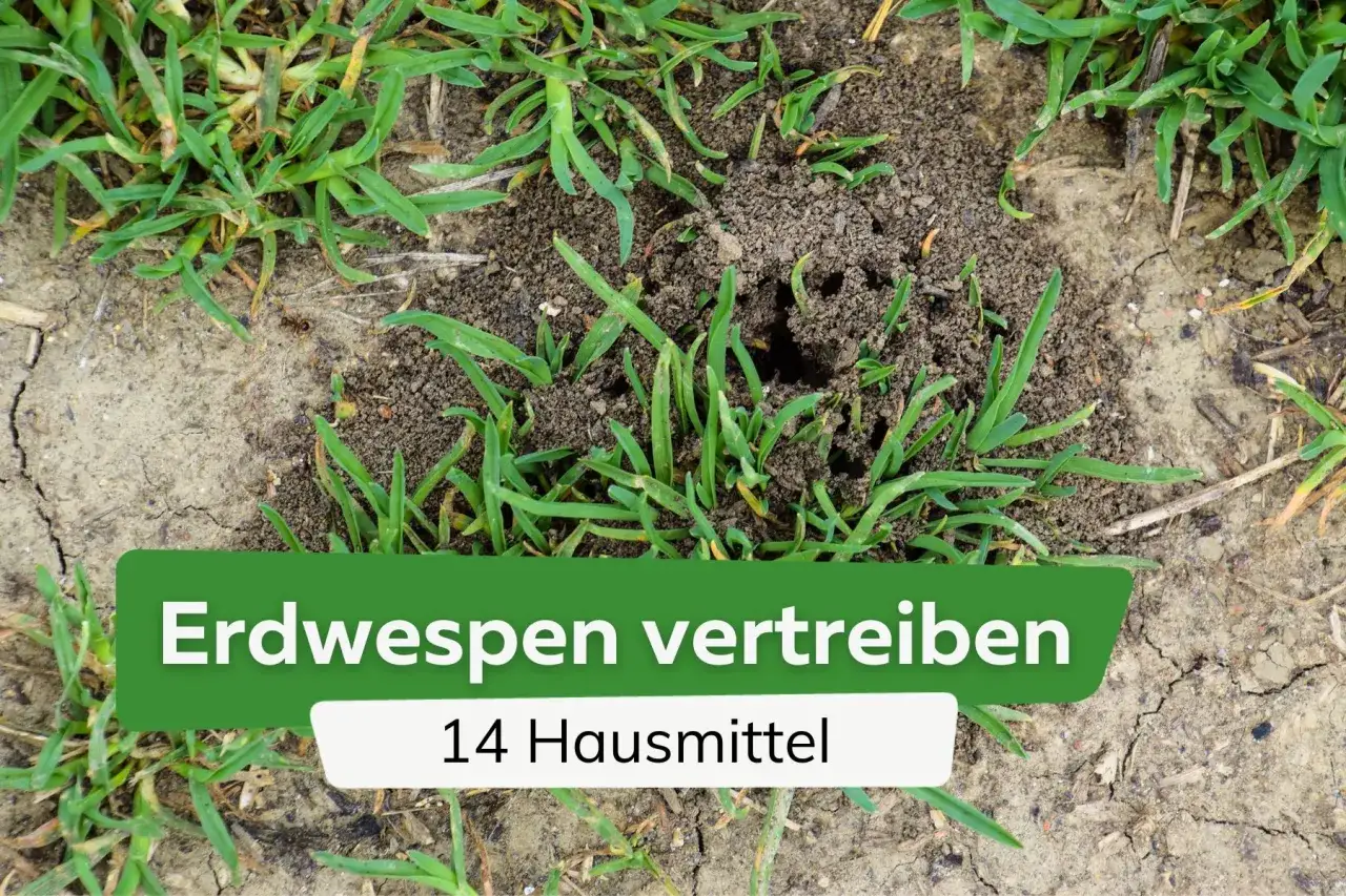 Erdwespen vertreiben mit Essig: Ein Nest im Gras, umgeben von gr&uuml;nen Halmen.