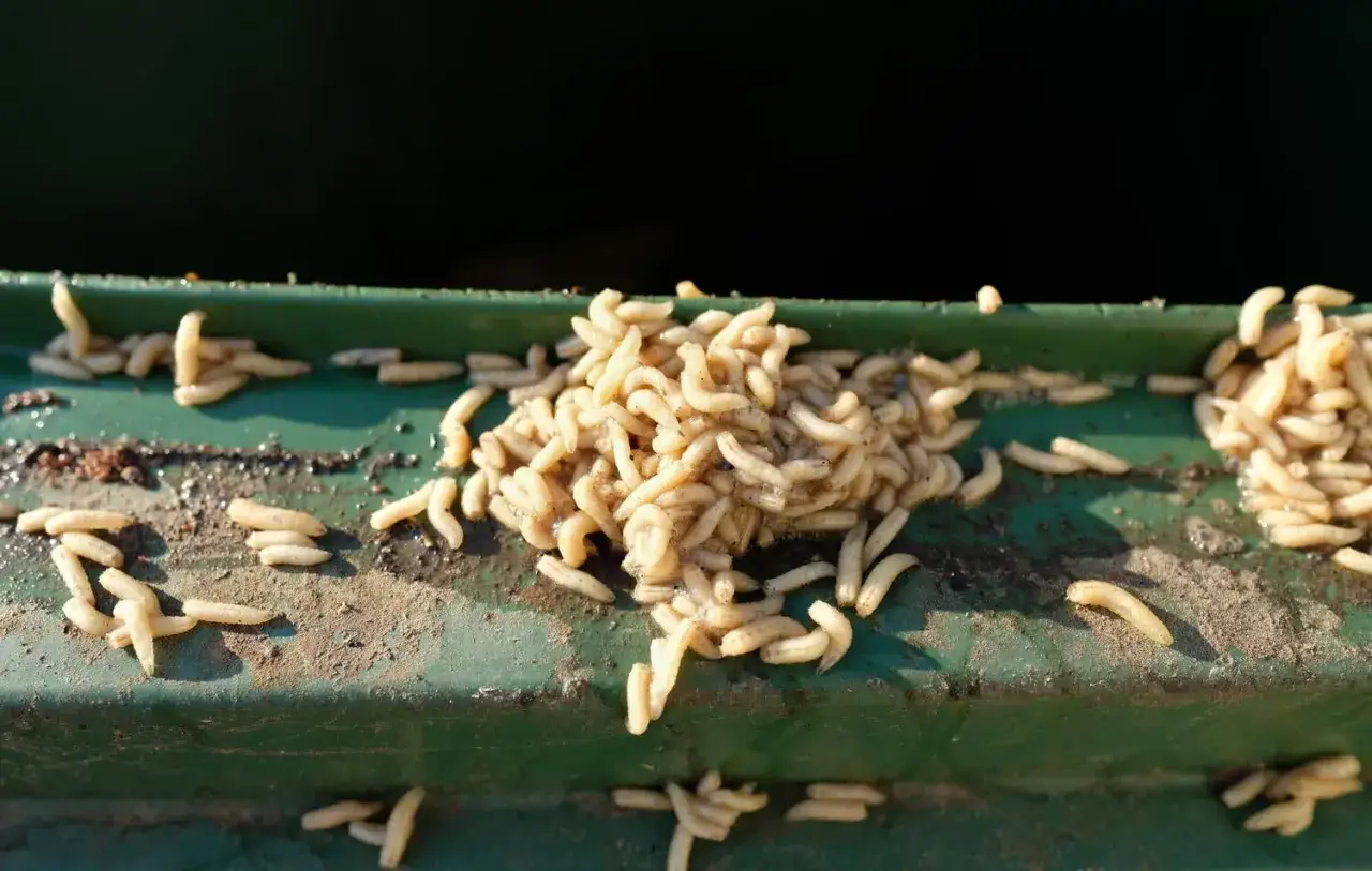 Ein Haufen Maden auf einer gr&uuml;nen Oberfl&auml;che. Ein unappetitlicher Fund, der auf Maden in der Wohnung hindeutet.