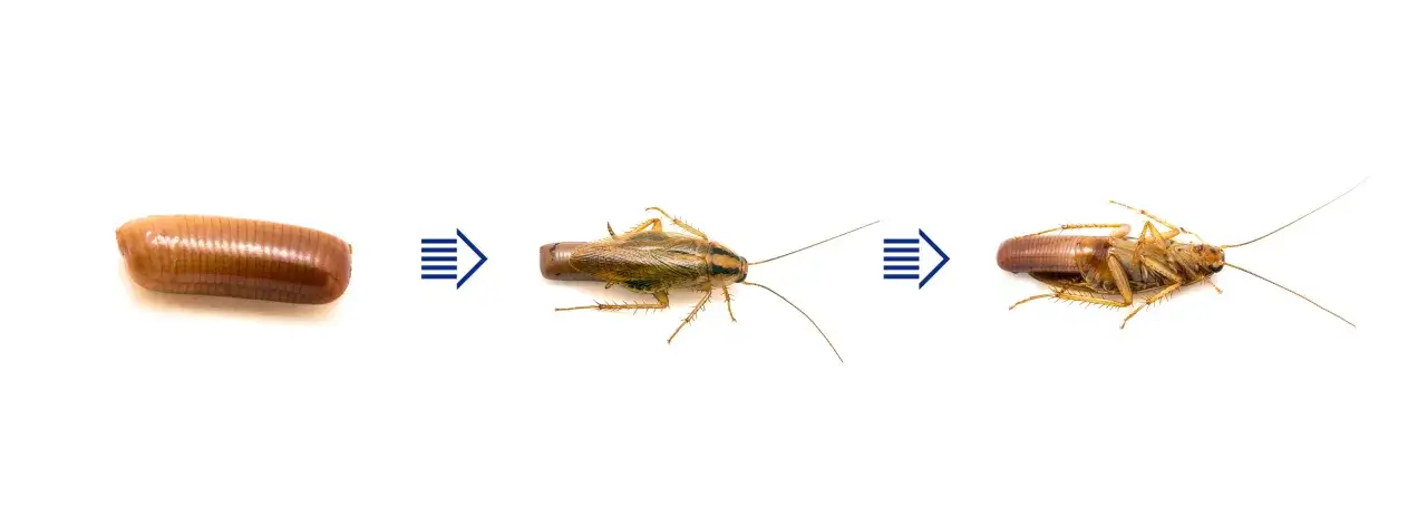 Kakerlaken-Eier entwickeln sich zu erwachsenen Tieren. Der Lebenszyklus zeigt die Eier, eine lebende Kakerlake und eine tote Kakerlake, deren Kot sichtbar ist.