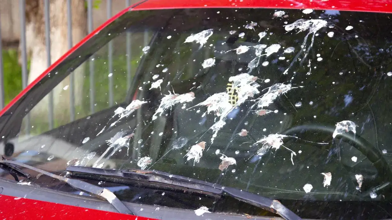 Vogelkot auf der Windschutzscheibe eines roten Autos. Ein Fall von vogelkot entfernen, der dringend n&ouml;tig ist.