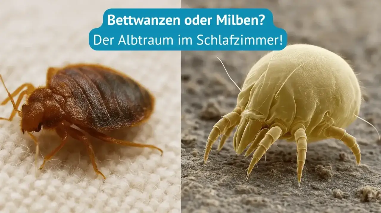 Bettwanzen und Milben: Der Albtraum im Schlafzimmer. Beide k&ouml;nnen unangenehme Stiche verursachen.