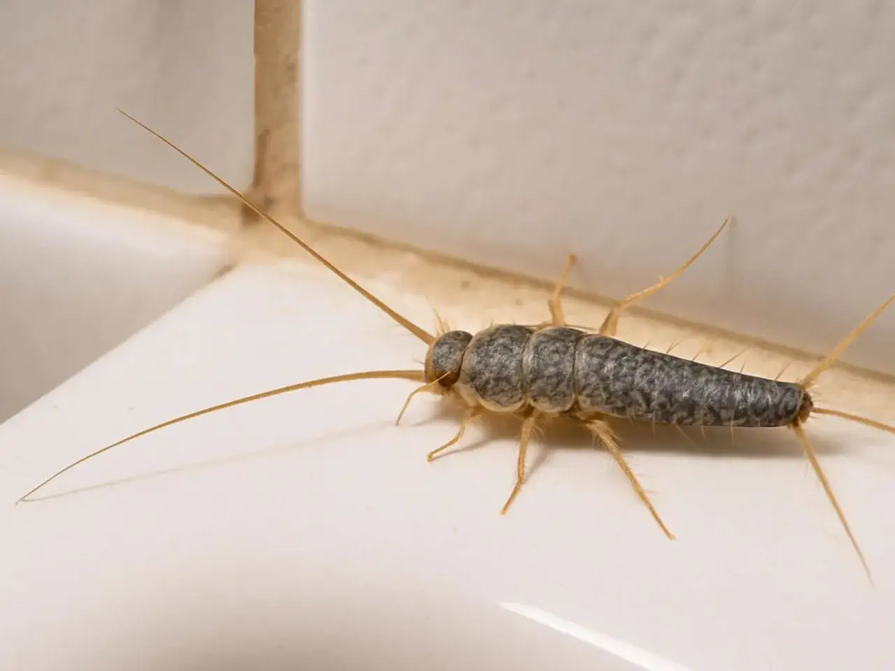 Ein Silberfischchen krabbelt auf einer wei&szlig;en Oberfl&auml;che. Diese kleinen Insekten sind oft unerw&uuml;nschte G&auml;ste, wenn silberfische im haus sind.