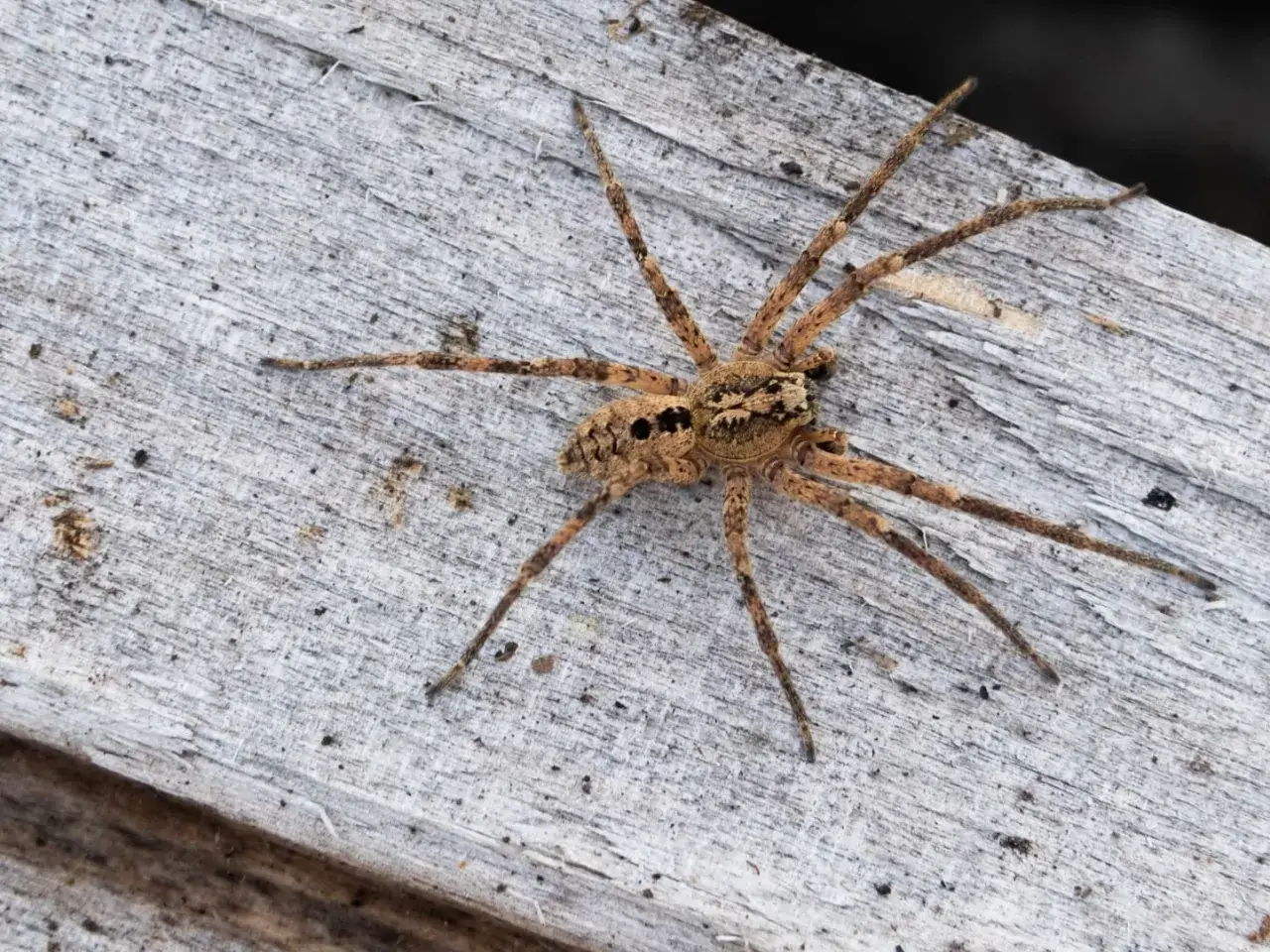 Eine gro&szlig;e, braune Spinne mit langen Beinen sitzt auf verwittertem Holz. Wenn Sie sich fragen, was tun gegen Spinnen im Haus, ist dies ein Beispiel f&uuml;r einen ungebetenen Gast.
