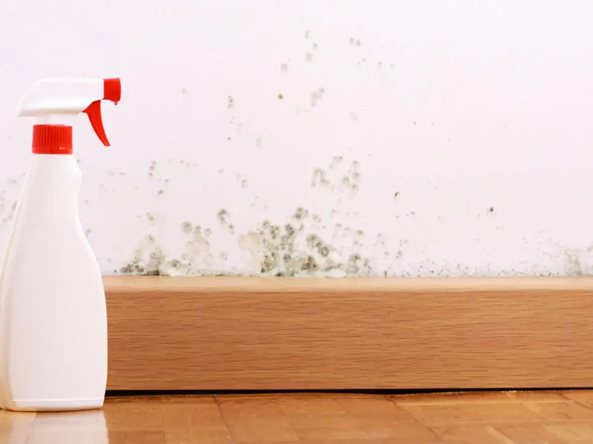 Sprühflasche bereit, um Stockflecken an der Wand zu entfernen.